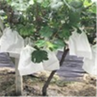 2020年推荐可生物降解的无纺布水果保护袋