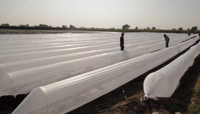 中国阳光公司推荐60g 1m * 50m卷式农用无纺布